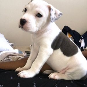 Meet your Posher, Khalil